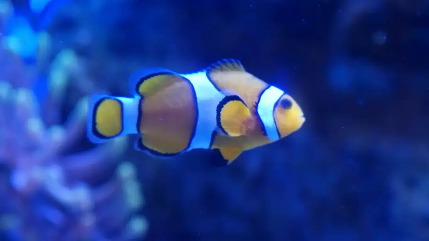 Aquarium de La Reunion Clownfish